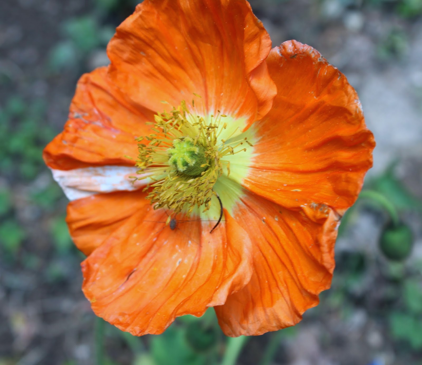 Mountain Moments Iris, Poppies, and Solomon's Seal in the Garden