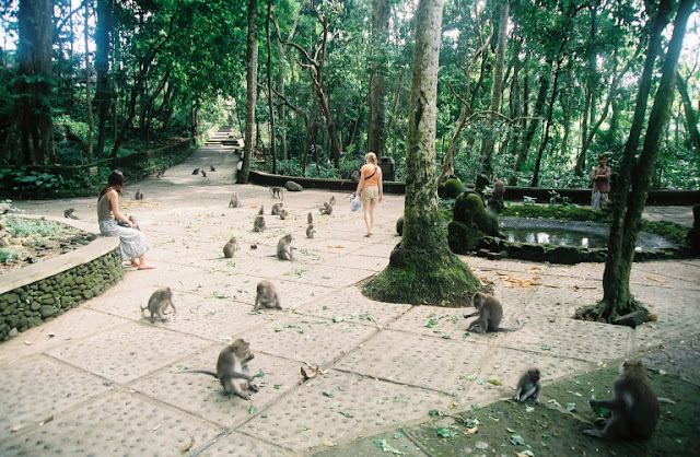 Detail Location Map of Ubud Monkey Forest,Sacred Monkey Forest Sanctuary Mandala Wisata Wanara Wana Ubud Monkey Forest Location Map,monkey forest temple padangtegal Pura Dalem Agung Holy Bathing temple Pura Prajapati maps,komaneka at sacred monkey forest road ubud,ubud village monkey forest in ubud