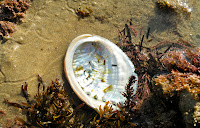 Abalone shell in tidepool at CCSP, CA.