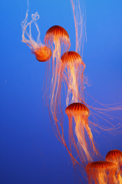 jellyfish pictures