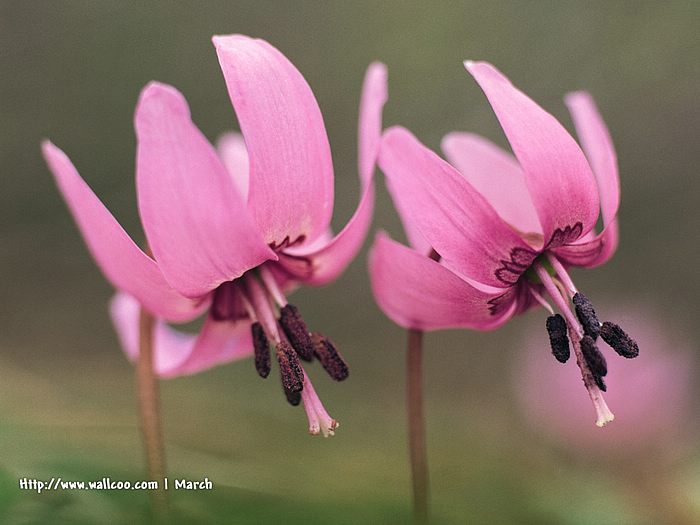 Flower Wallpaper, Wallpaper pink flowers background. Flower Wallpaper, Wallpaper