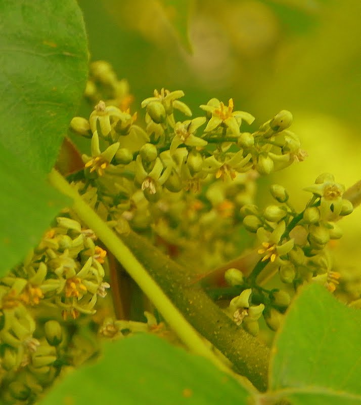 "What's Blooming Now" Poison Ivy (Anacardiaceae)