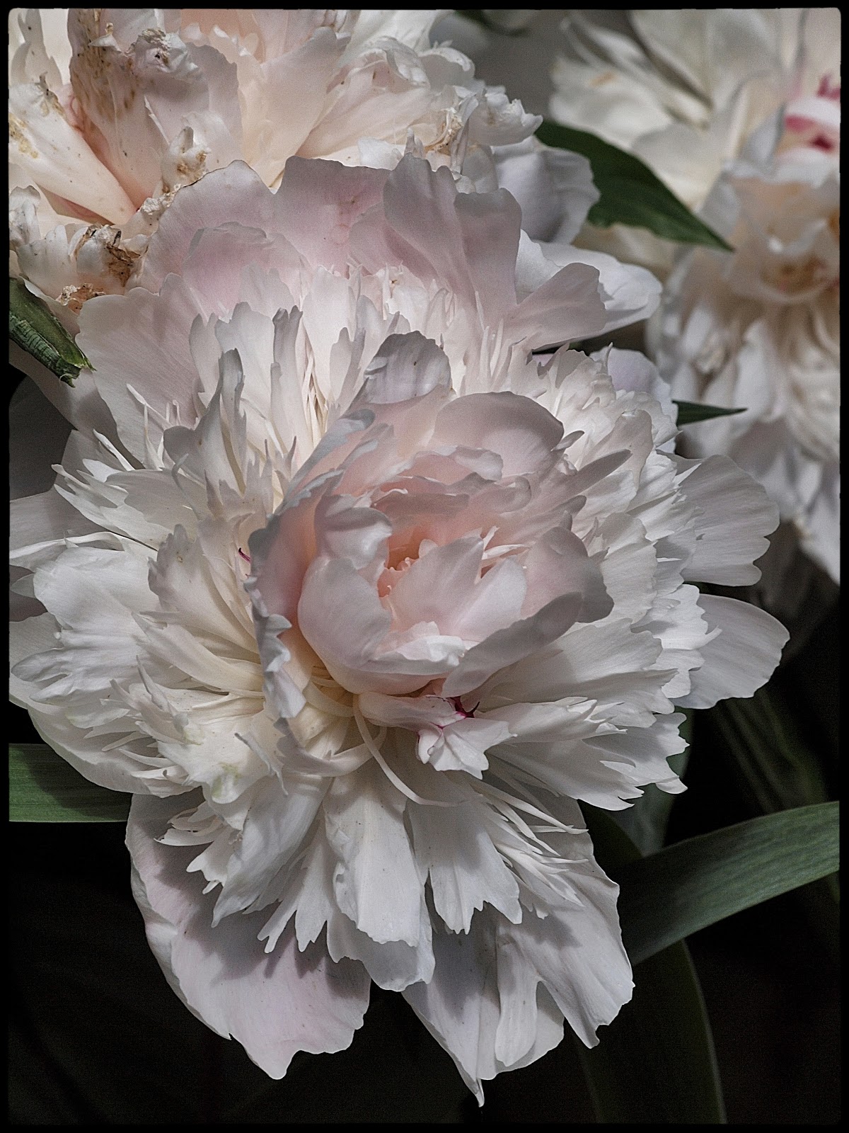 Peonies in Bloom