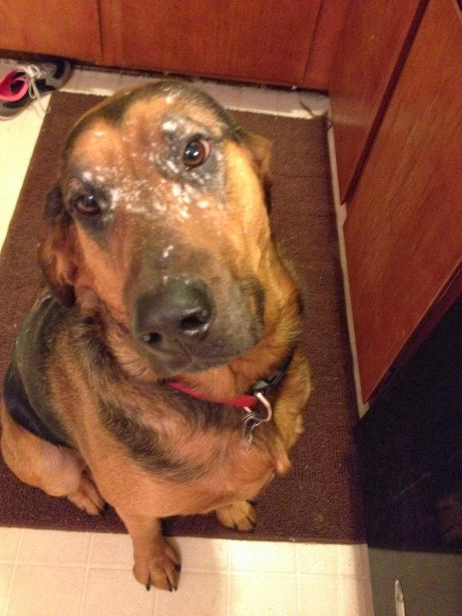 Cute dogs - part 11 (50 pics), funny dog with flour on his face