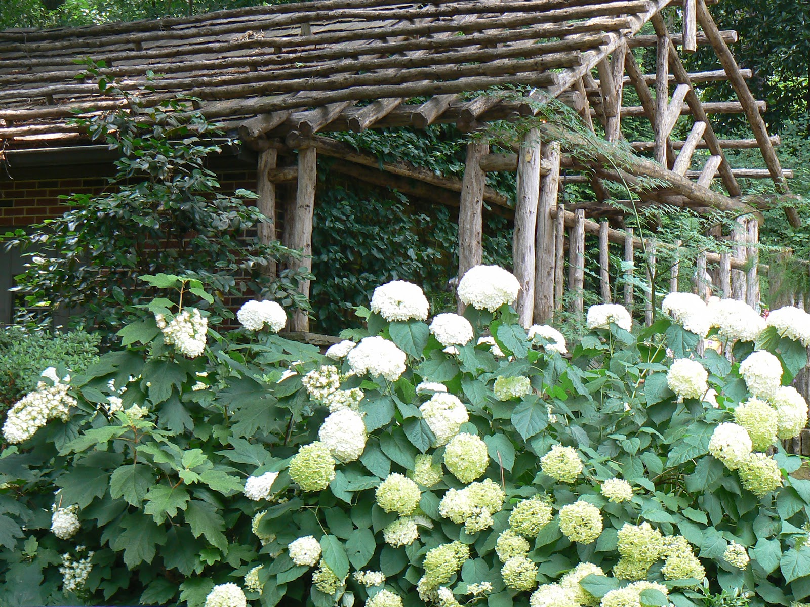 Hydrangea Arborescens Wildlife Value Of The Smooth Hydrangea