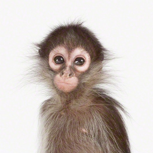 cute baby animal pictures, sharon montrose photos, baby animal pictures, cute baby monkey picture
