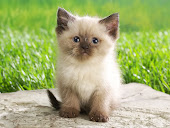 Persian Cat image