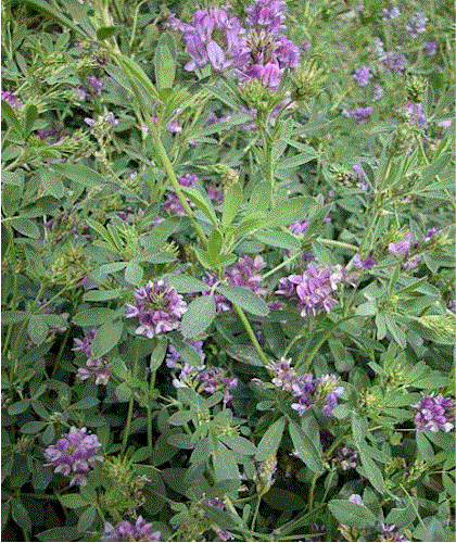A Green Horse Is Natural Economical And Eco Friendly Way To Alfalfa Medicago Sativa A Flowering Plant In The Legume Family It Resembles Clover With Cers Of Small Pale Purple Flowers Grows Meadows