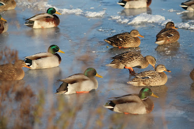 la photo du 10 février 2012 (1321)