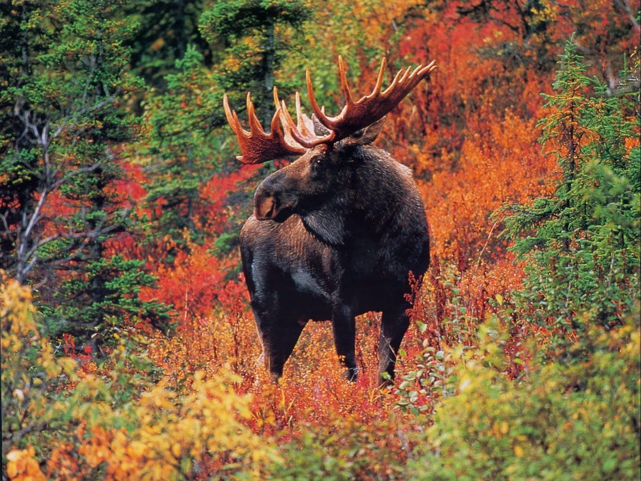 The Ethics of Hunting Moose Hunting in Vermont