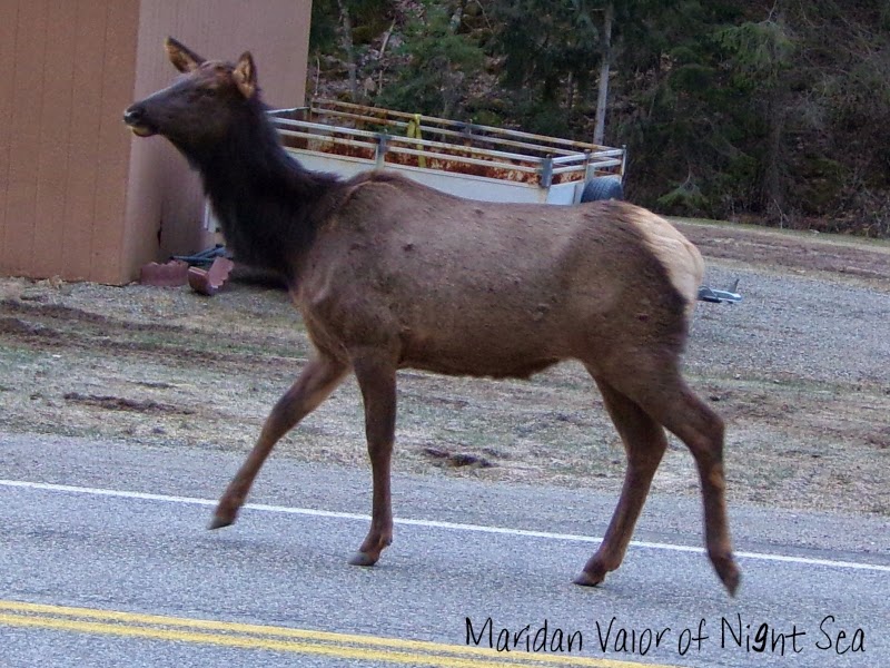 Elk on the loose pictures; Elk with dancing feet wandering around this morning. See more on the blog.