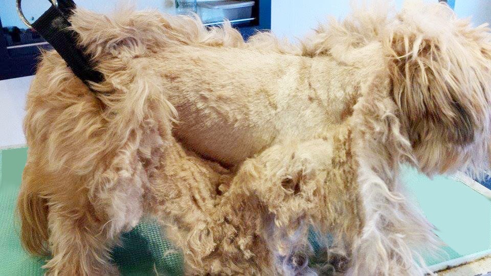 Dog Grooming Salons in Polesworth and Ashby de la Zouch What is a