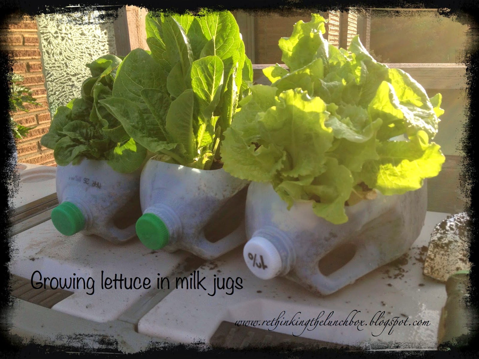 Rethinking the Lunch Box Homegrown Lettuce in Recycled Milk Jugs