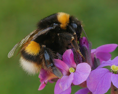 PDF) Abelha Procurada - Procura-se viva a abelha invasora: Bombus