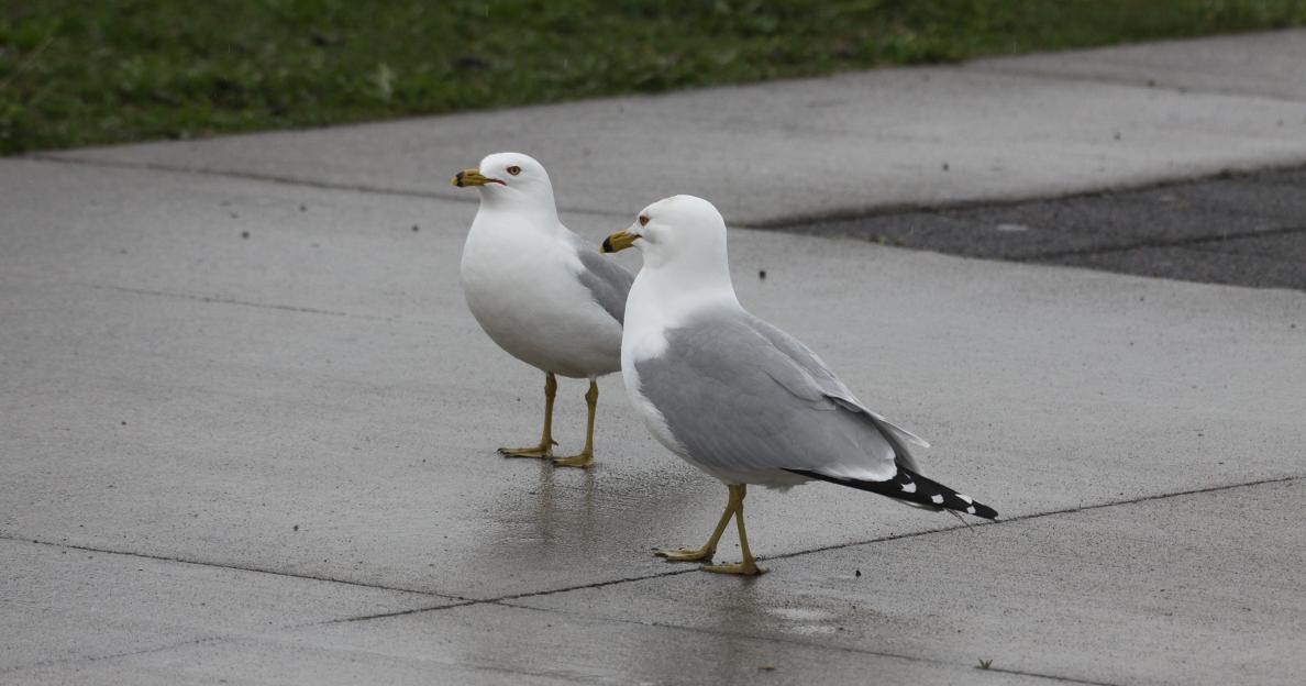 Michigan Exposures Some More Seagulls....