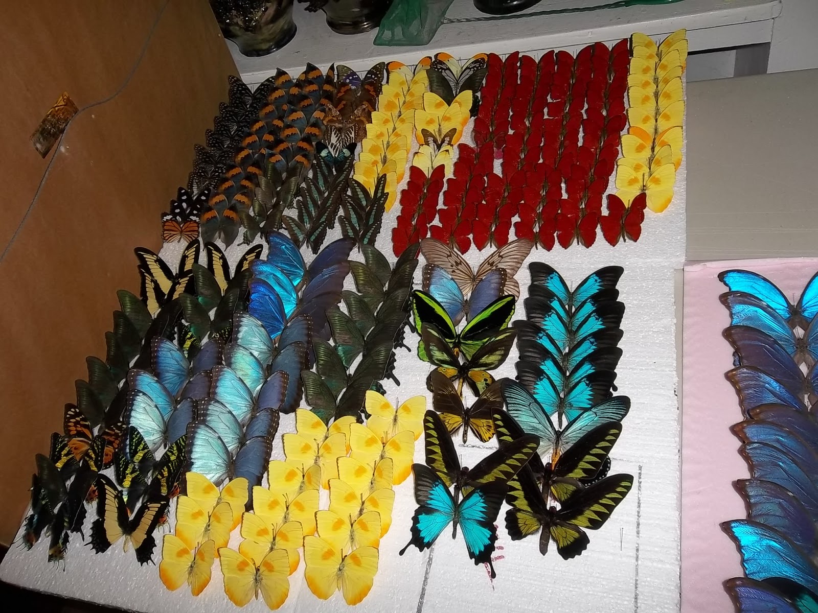 Mariposa The Butterfly Gallery Butterfly Services in NYC?