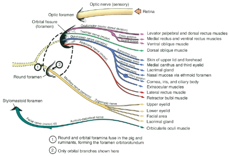 innervation of the eyeball