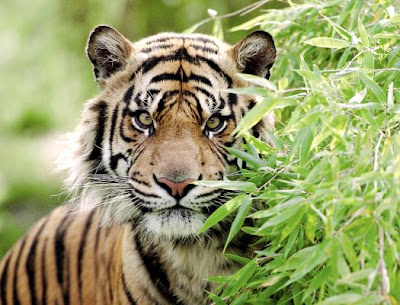 Tiger Indochina (Panthera tigris corbetti)