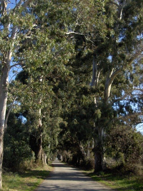 Miluna Tuanis Korsika Literatur Blog Korsika Fr Februar 2011