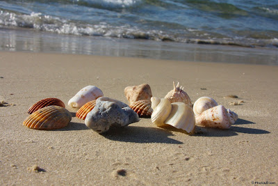 seashells on the beach other تعرف على سبب سماع صوت المحيط في القواقع