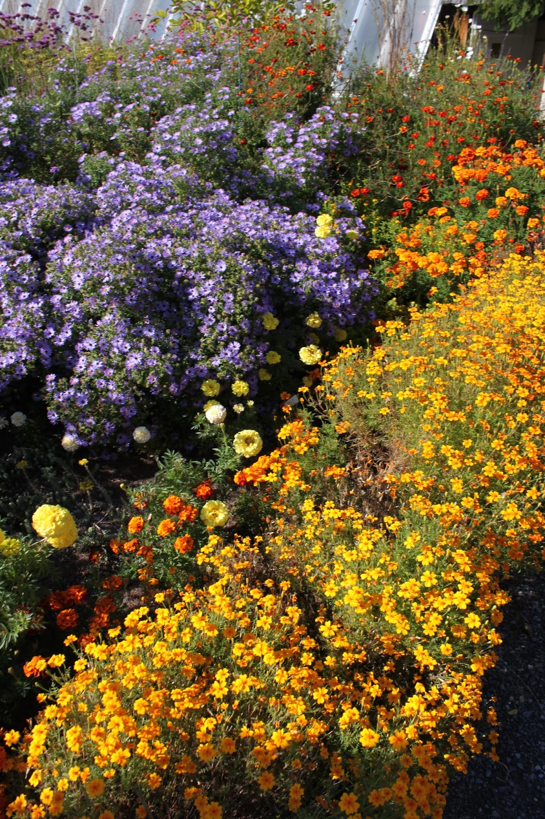 Asters A Flower for October