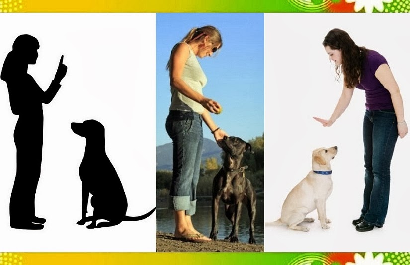 Business Ideas Small Business Ideas How to Start a Dog Training