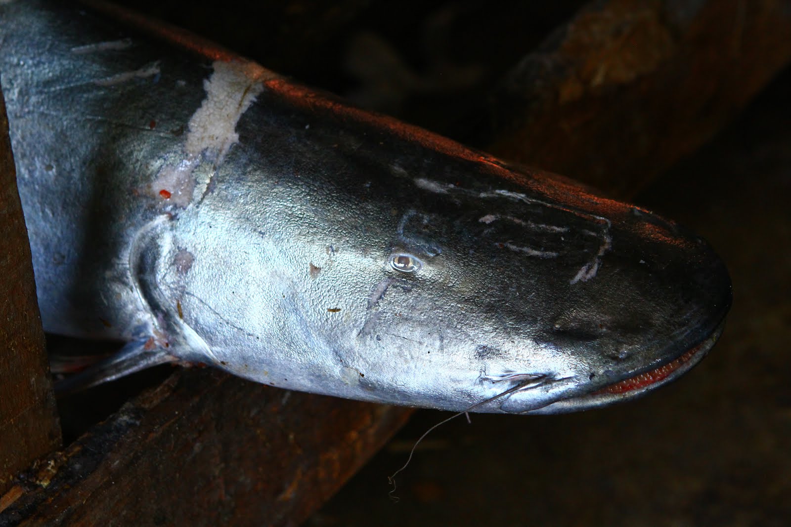 fugupuff: Peru (Lima, Puno, Lake Titicaca, Iquitos, Cusco, Machupichu