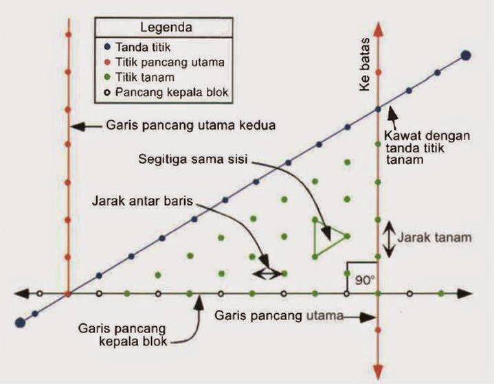 Pancang Tanam Kelapa Sawit Pada Area Datar