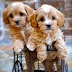 Δύο γλυκά σκυλάκια...