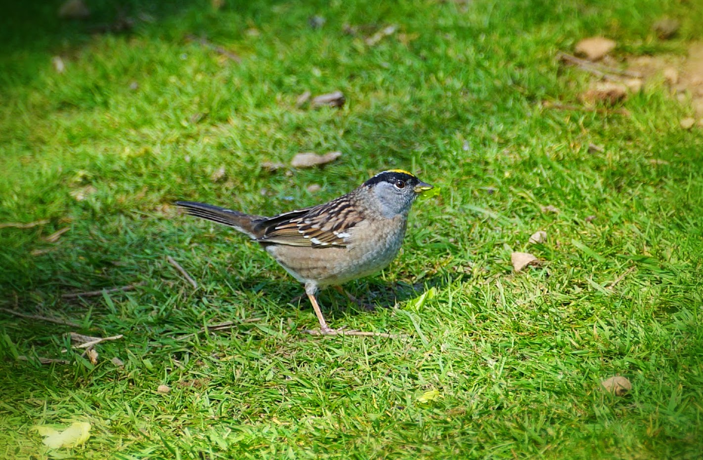 Чернобровая зонотрихия (англ. golden-crowned sparrow)