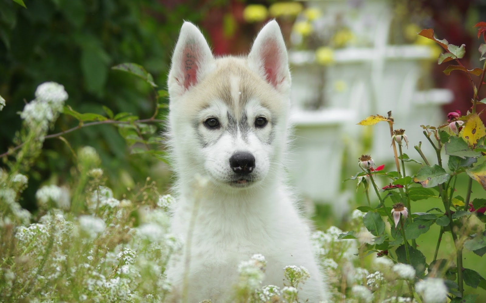 yavru köpek resimleri