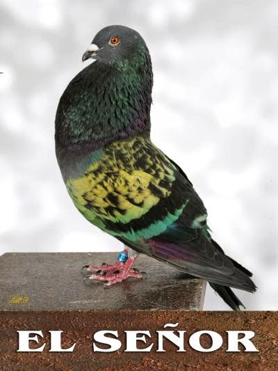 PALOMOS DEPORTIVOS PACO SORIANO.    " PEÑA TRILITA ".