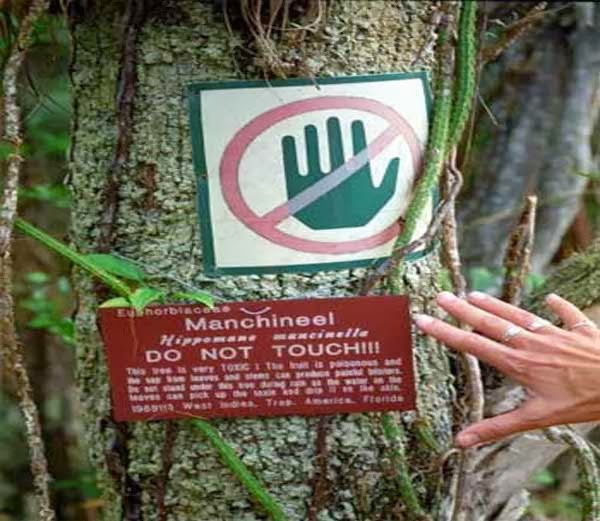 The world's most dangerous tree, dare to go near it Manchineel