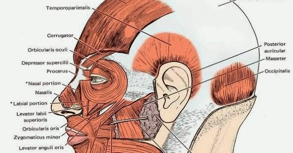 :: World Of Dentistry ::: Muscles of the Face and Scalp
