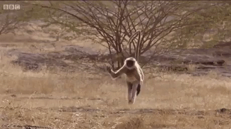 animal gifs, monkey jumping and spinning