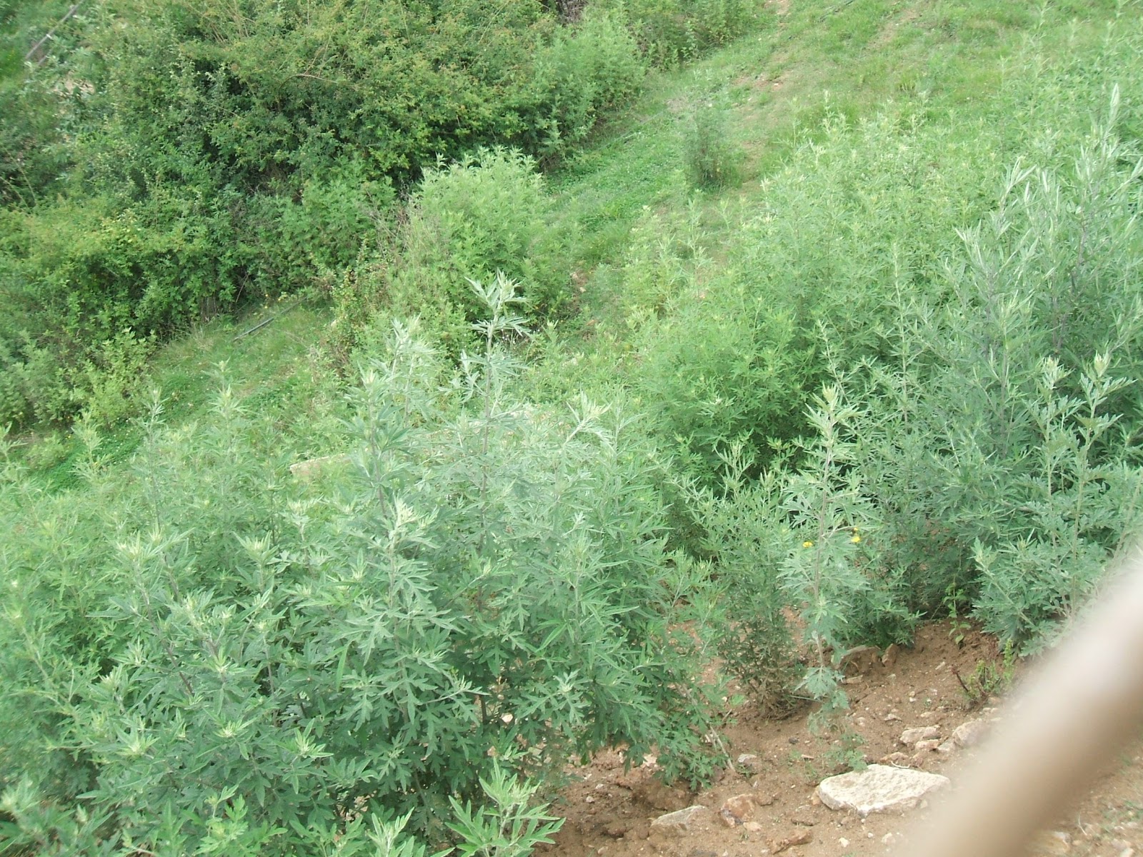 Landscape Bhutan Hallucinogens…Happy Haloes, or Harmful