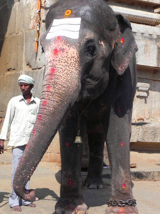 "Lakshmi" - The Temple Elephant at Hampi, India. / @JDumas