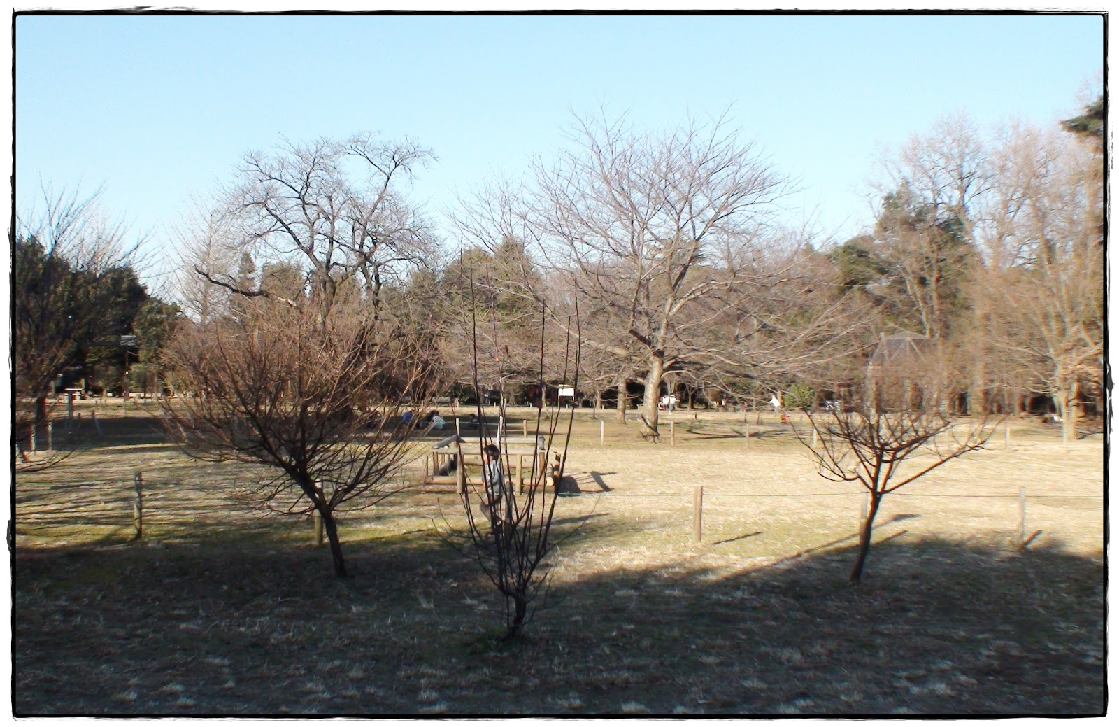 吾家芮芮初長成 11東京自由行 Day 3 井の頭恩賜公園 吉祥寺