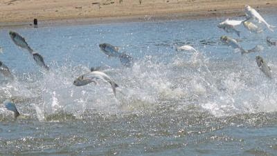 Great Lakes Asian Carp