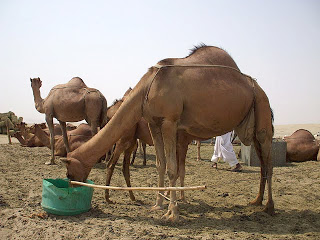 Rumah Motivasi Online Mampir Di Peternakan Unta Hudaibiyah