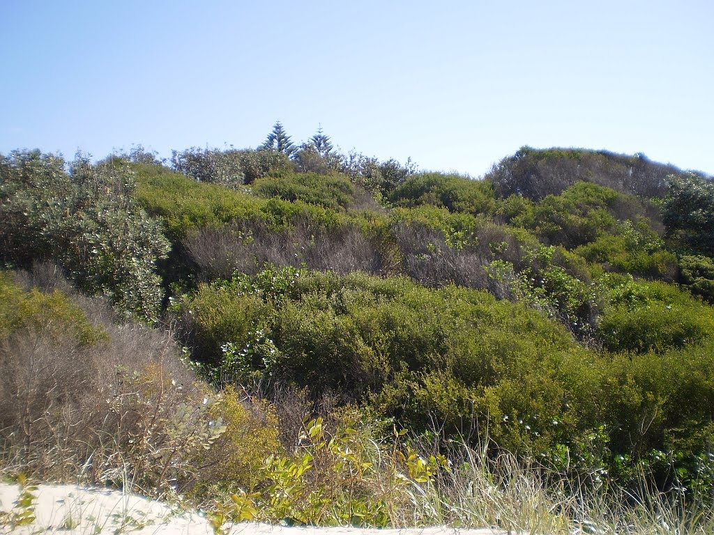 The Pulse Newcastle NSW Day Trips Hawks Nest and Tea Gardens