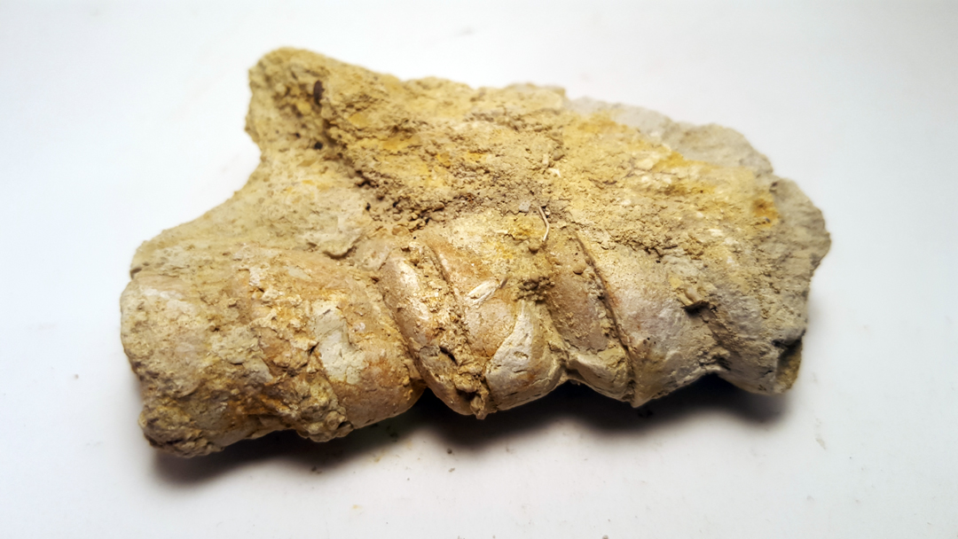 Esoterizona Fossil Hunting in the Texas Hill Country