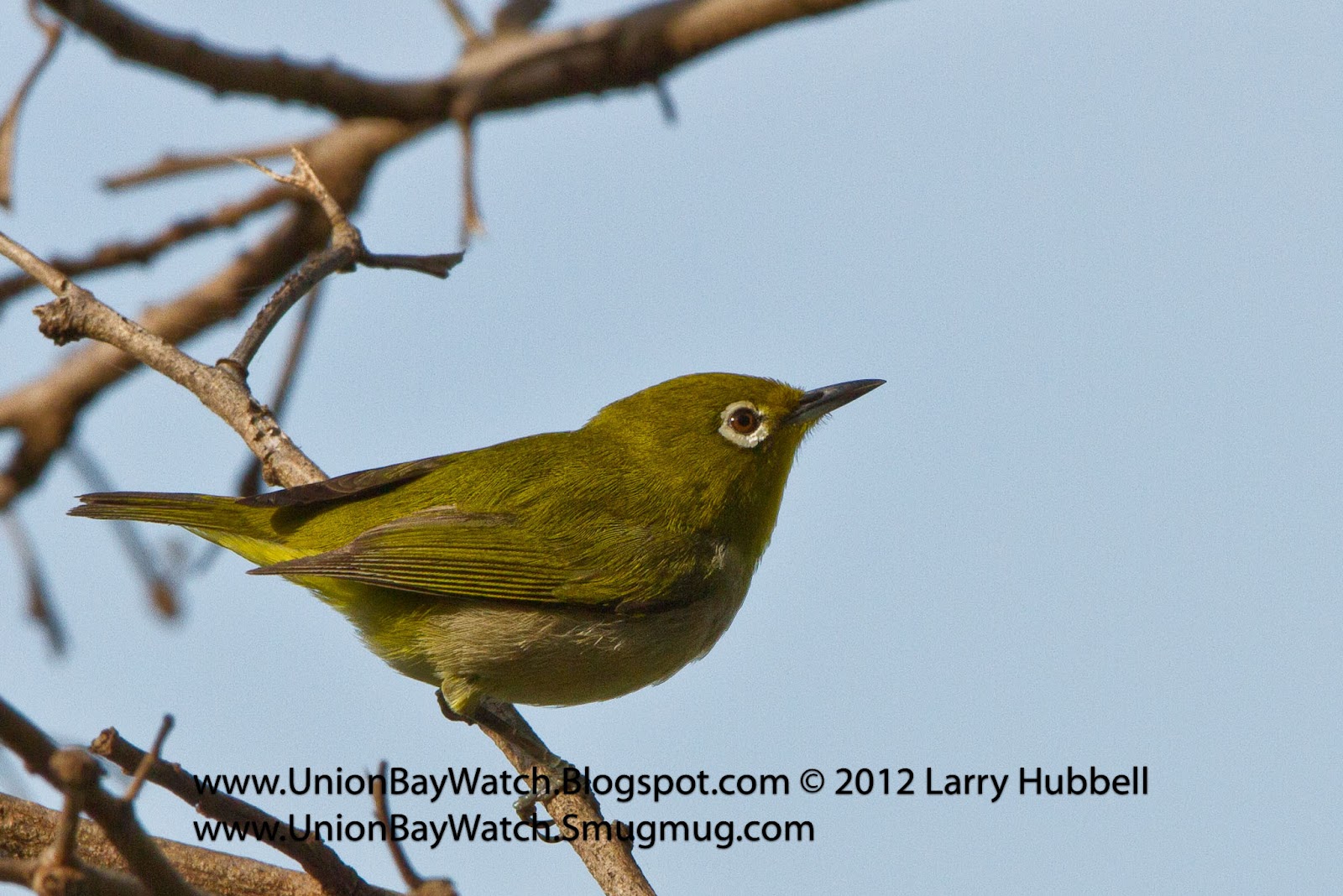 Union Bay Watch Kauai Bird Challenge