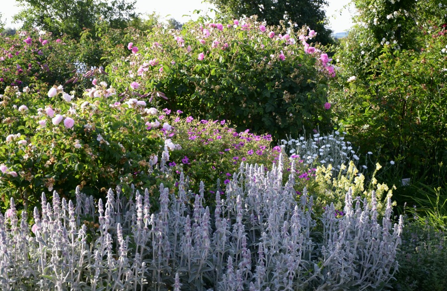 Entdeckung Eines Gartens 2017 Page 53 Mein Schoner Garten Forum