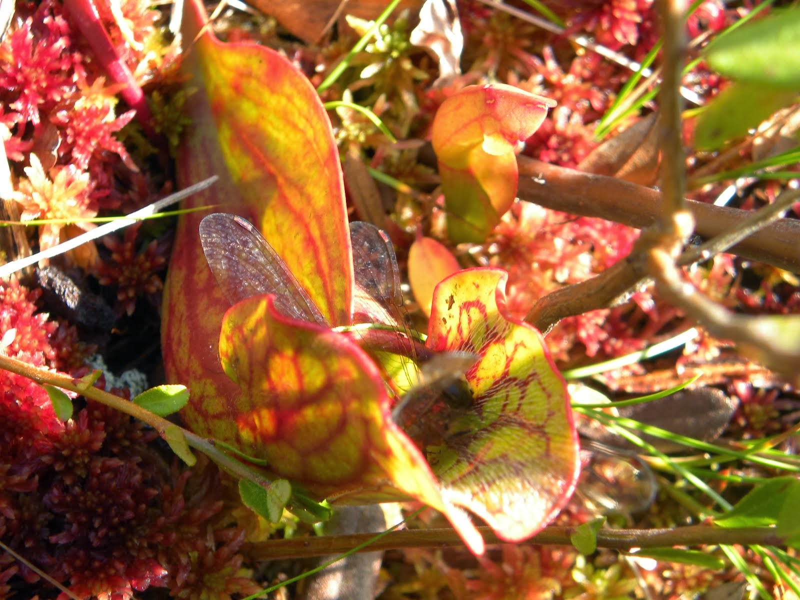 PITCHER PLANT WITH DRAGONFLY