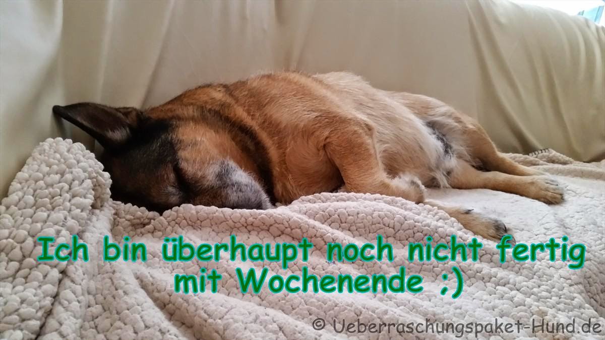 Überraschungspaket Hund ein Hundeblog der zeigt, wie unterschiedlich