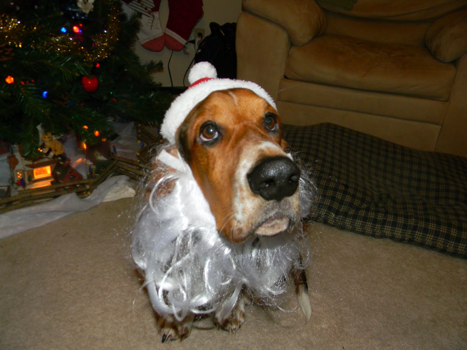 Jowls of Fury Famous Basset Hound Friday 39