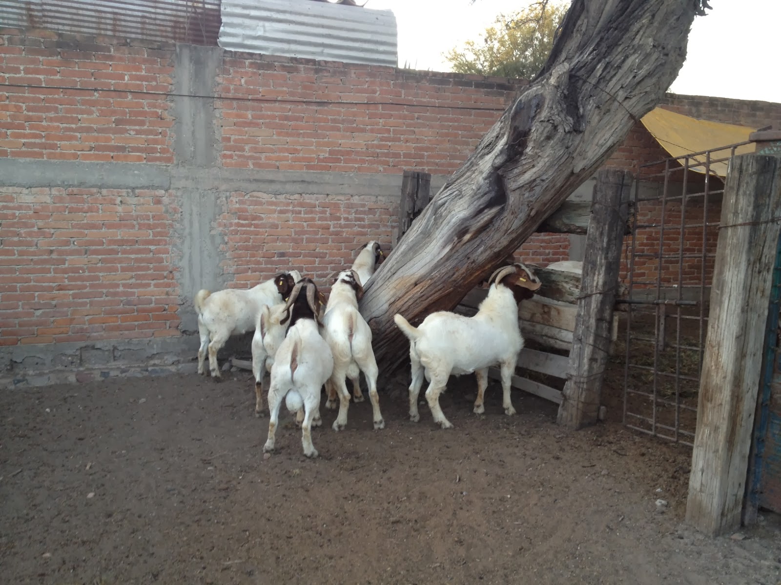 Catálogo de chivos boer