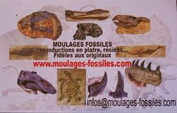Moulages de fossiles