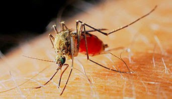 Japanese Encephalitis – Viral Brain Infection - Dream Health